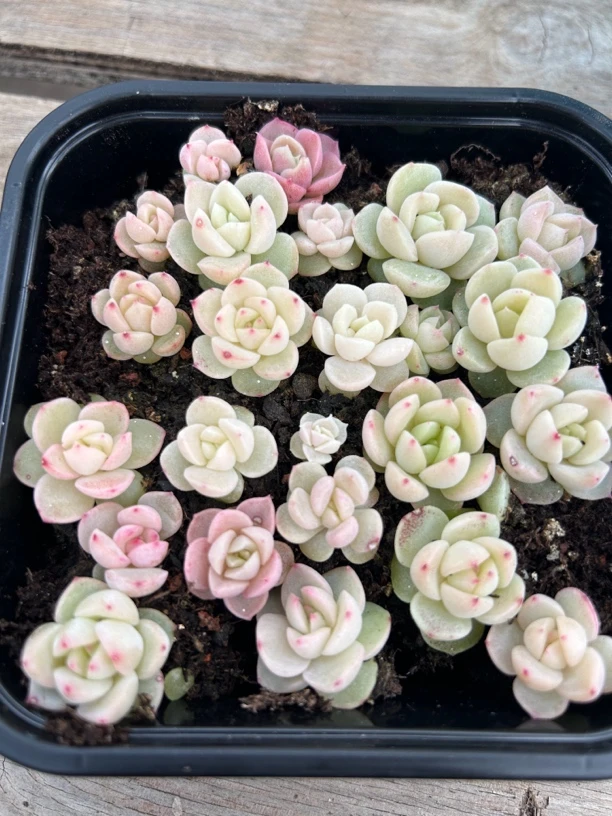 糖心珍妮混一物一拍005