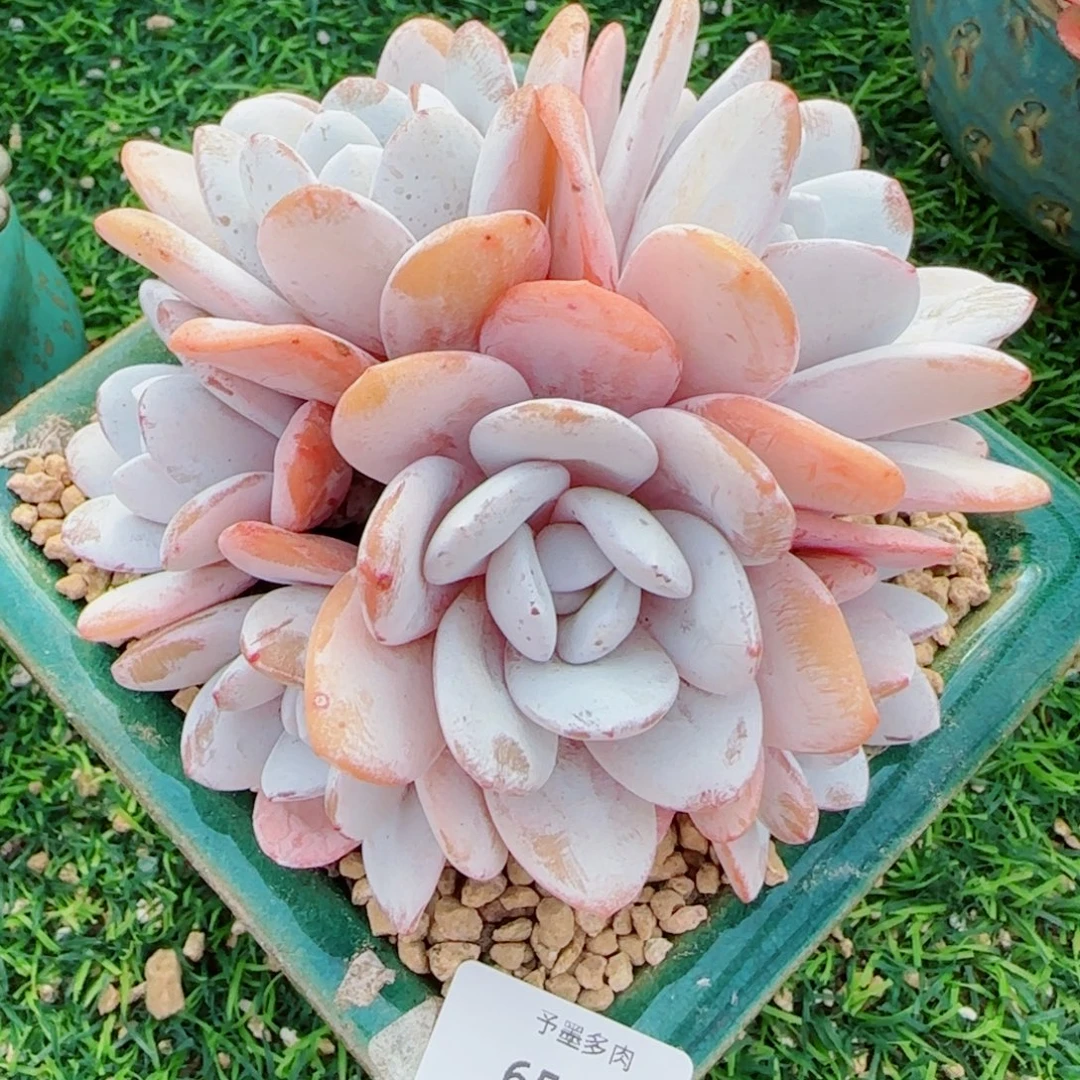 雪莲群，6456多肉植物