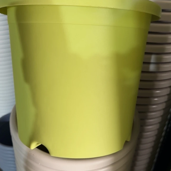 四季5号果绿无托10个特价