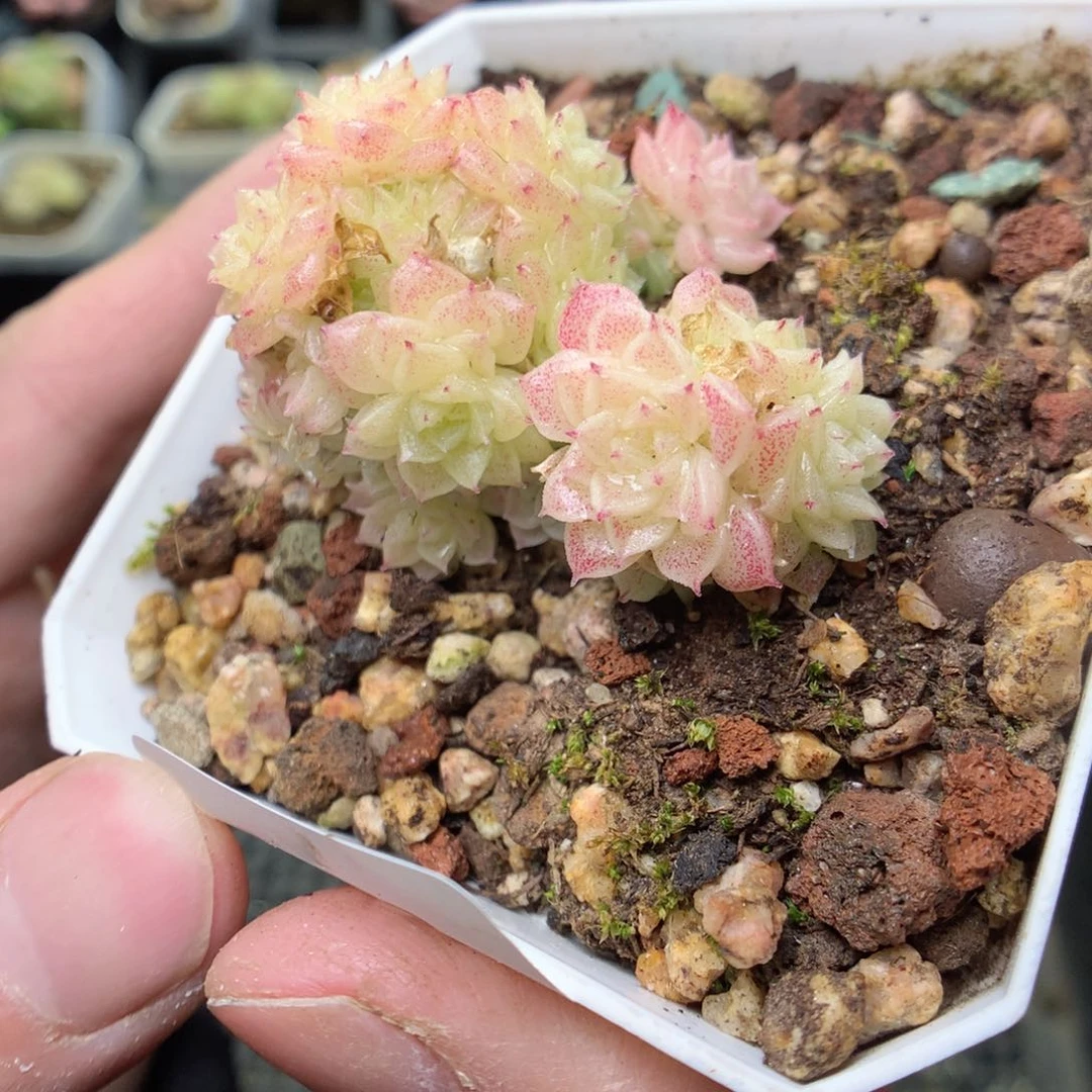 S178y y y y y y y y y y y