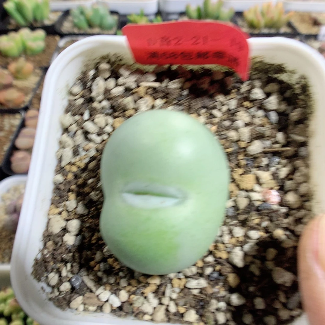 【闪购商品】2-21-19 白花大G一颗 100