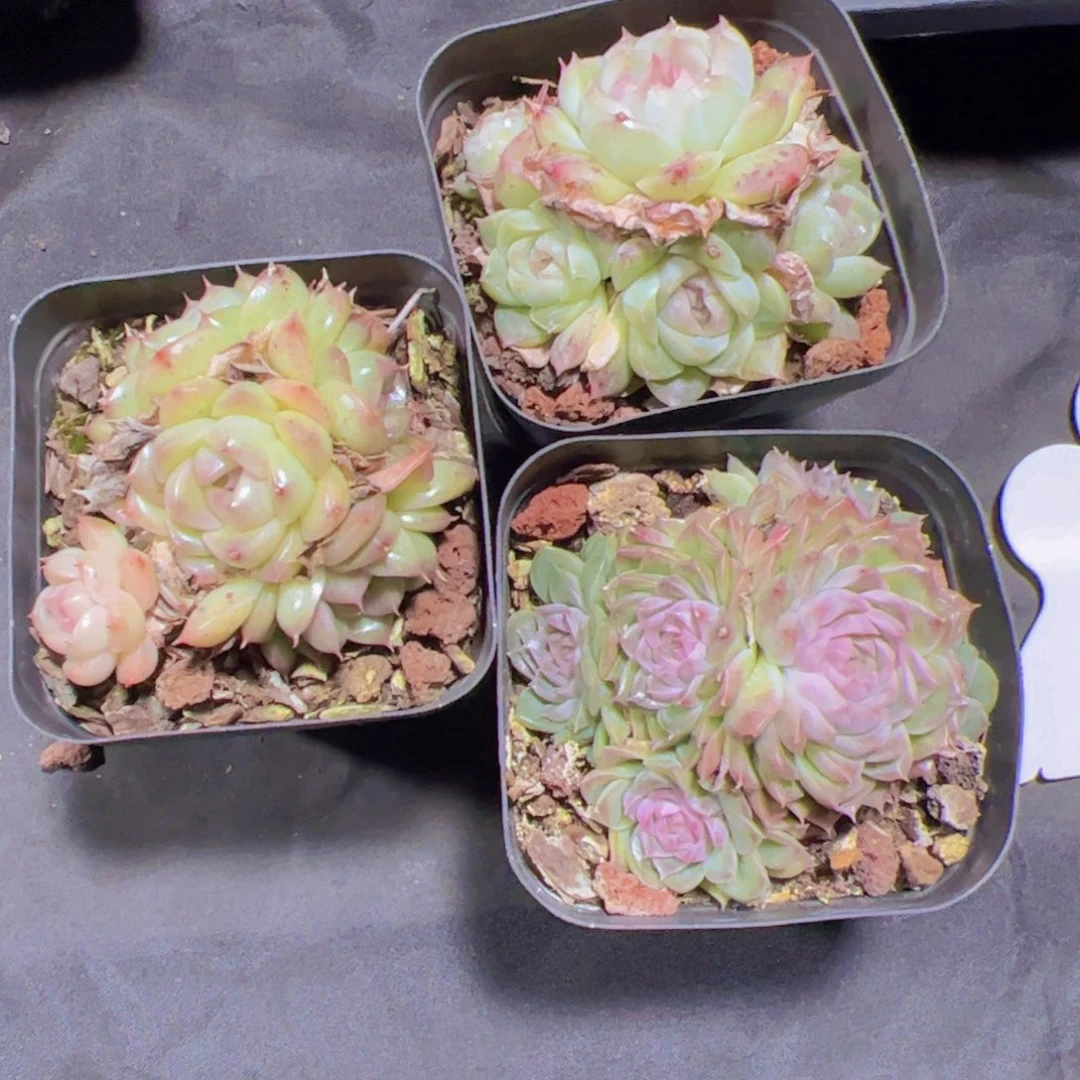 潇*妹珍妮，多肉植物