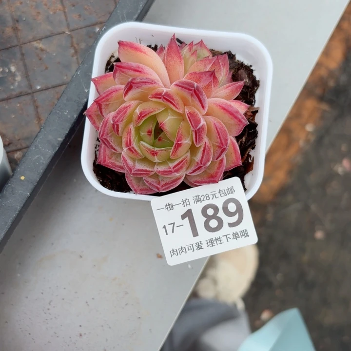 黑武士无盆土发货多肉多肉