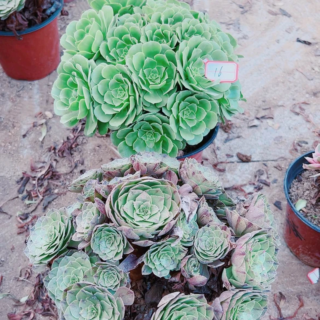 【闪购商品】无花朵顺**然16号绿羊绒，万拉丝多肉植物无售后