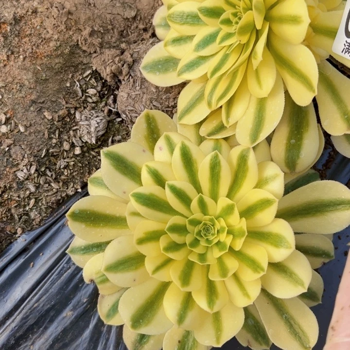 组合迈巴赫多肉植物法师2465