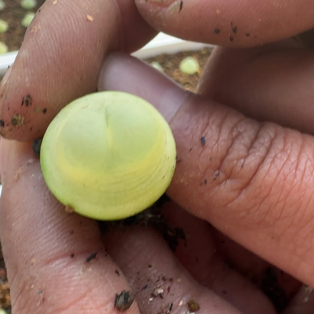 036号拉登2606一1.8公分