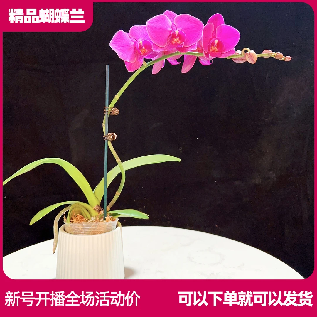 【福星A01】精品蝴蝶兰 任意两颗包邮 只拍一颗默认【发苗】