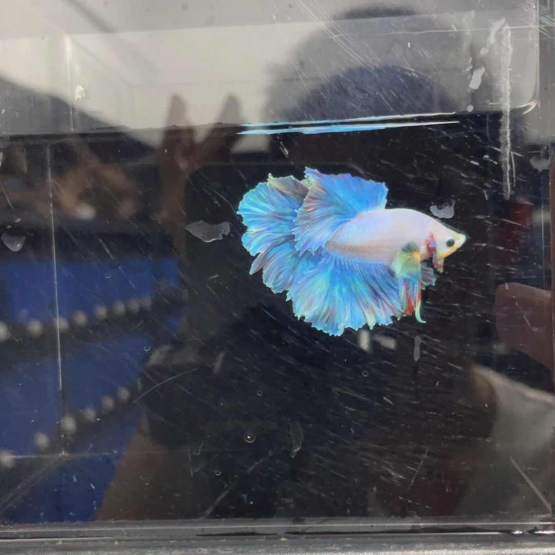 斗鱼Hshshshshs 523