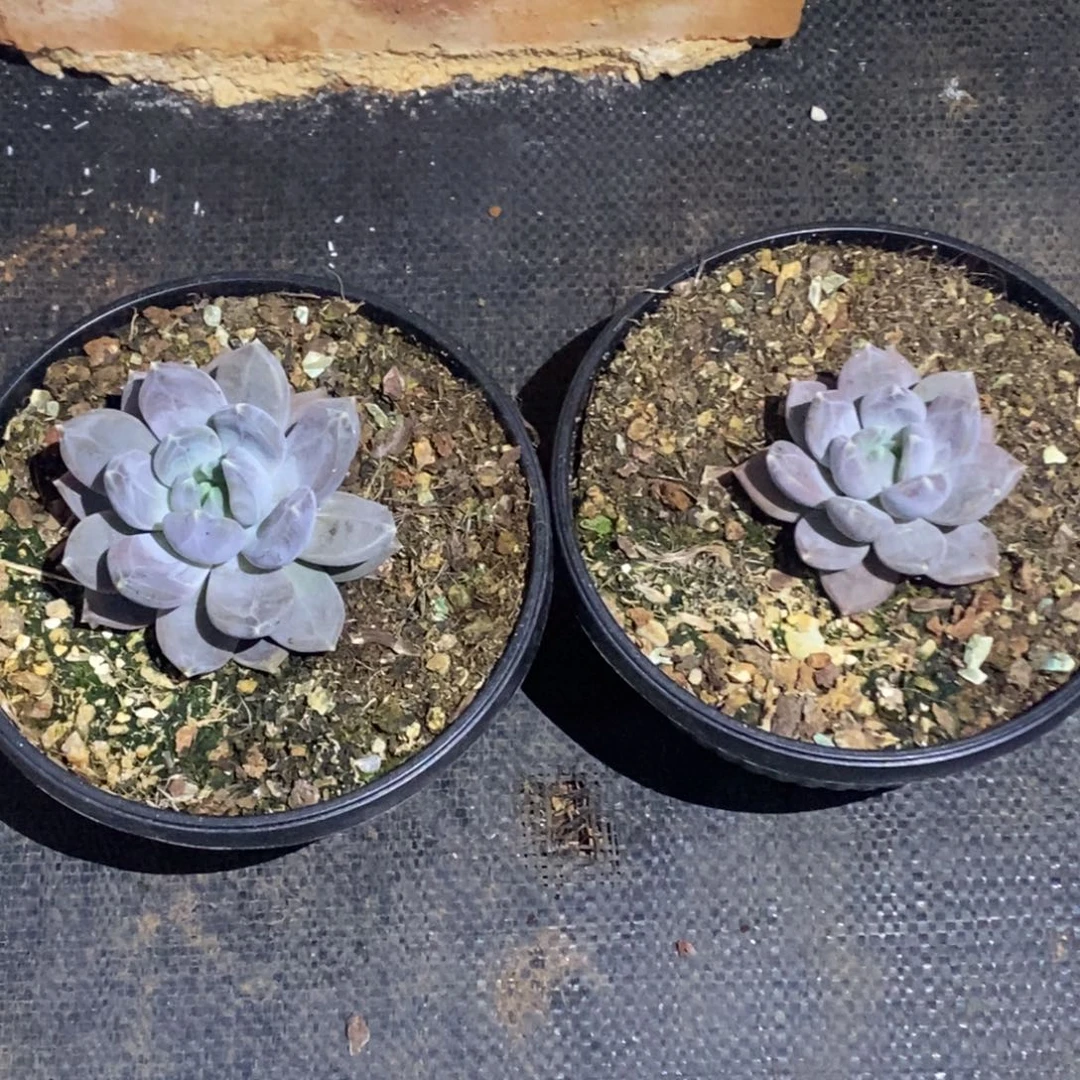 倾***物邀月两颗带土球发货