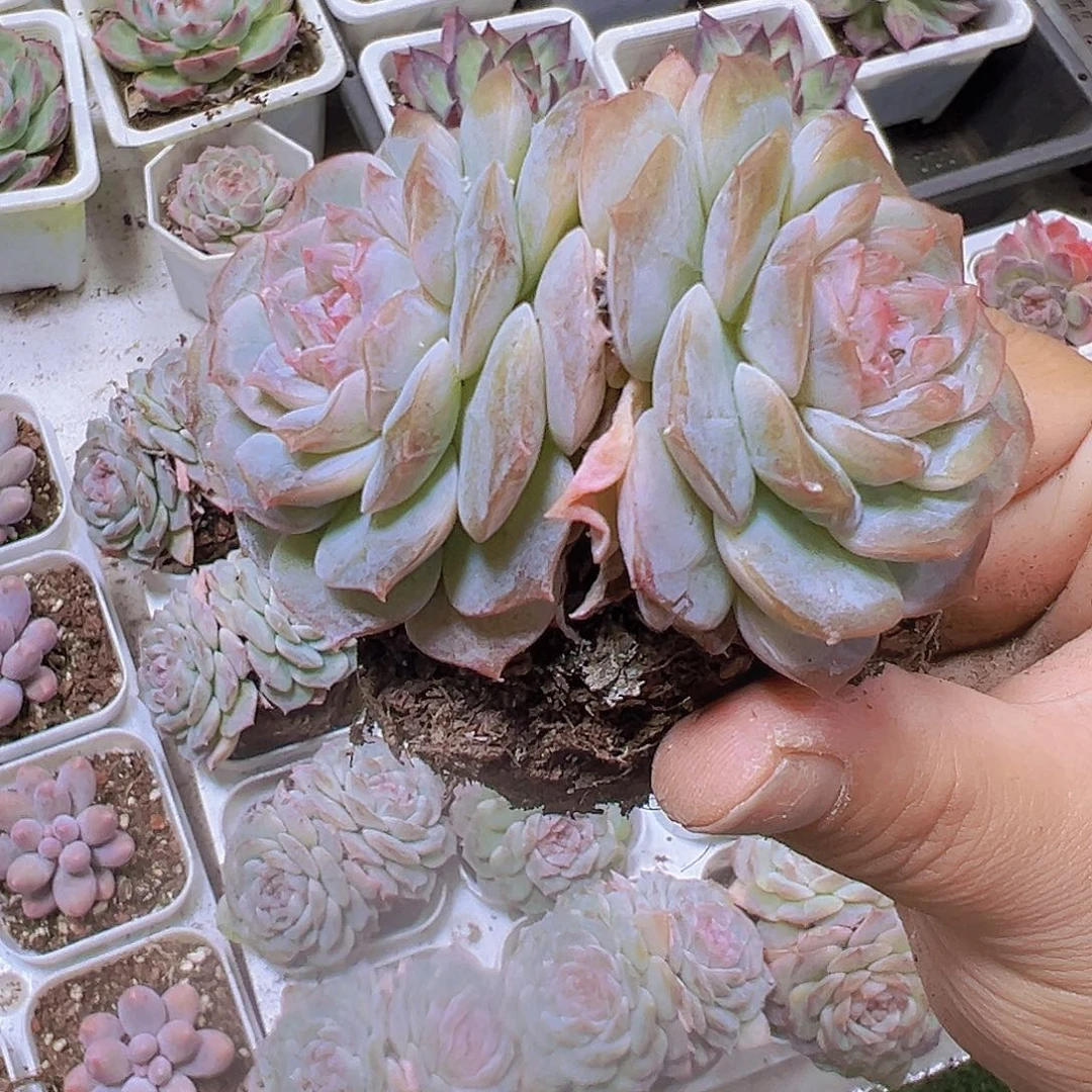 大双头粉恋19包邮多肉植物
