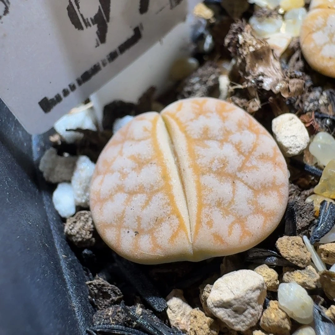 Ssss精品生石花995拿铁