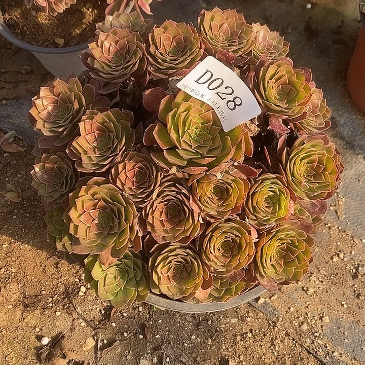 028红魔多肉法师锦