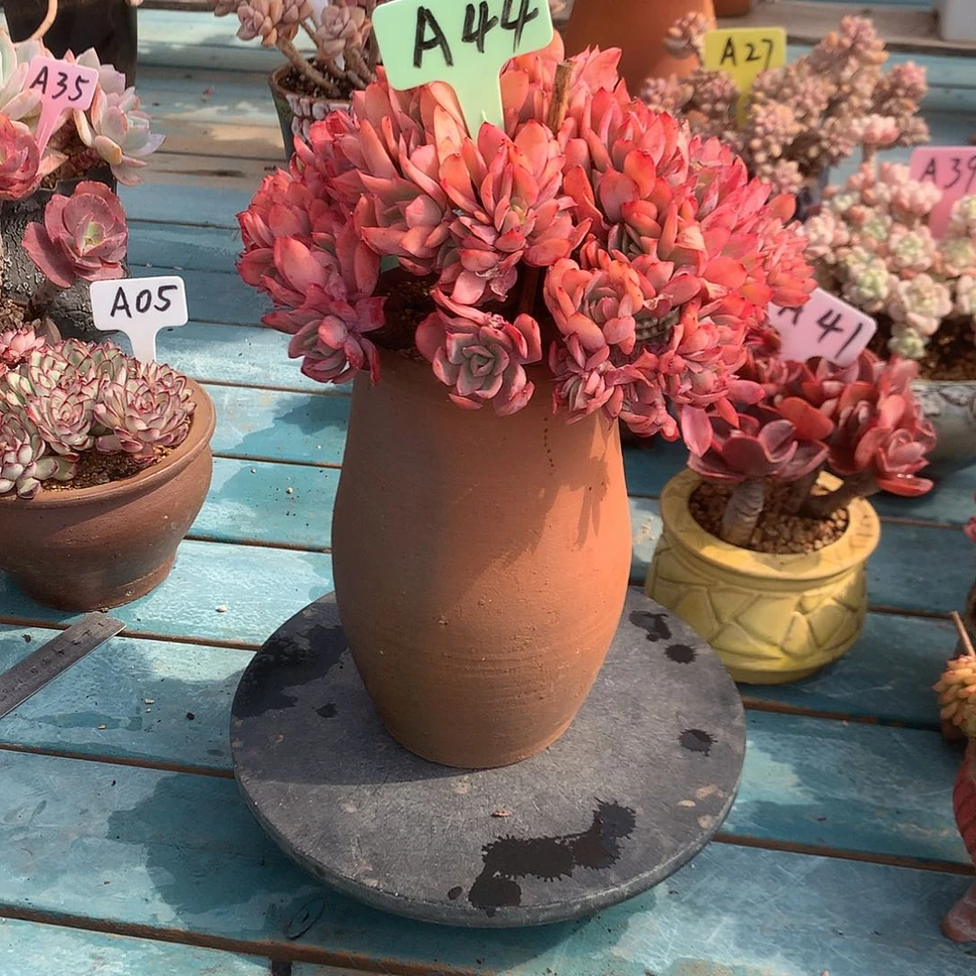 m**~绮罗缀多肉植物脱土