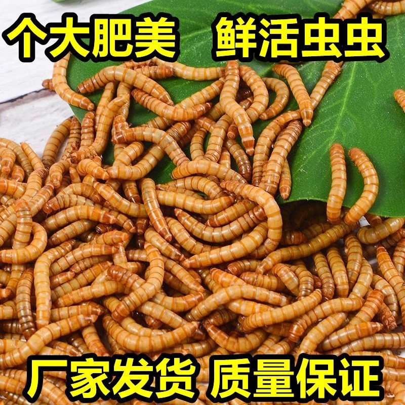 溪流高蛋白活饵专攻溪石斑钓鱼人必选老钓手严选活体钓饵面包虫