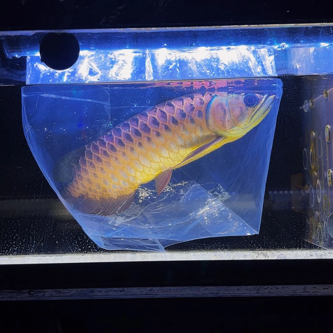 龙鱼马来西亚古典过背