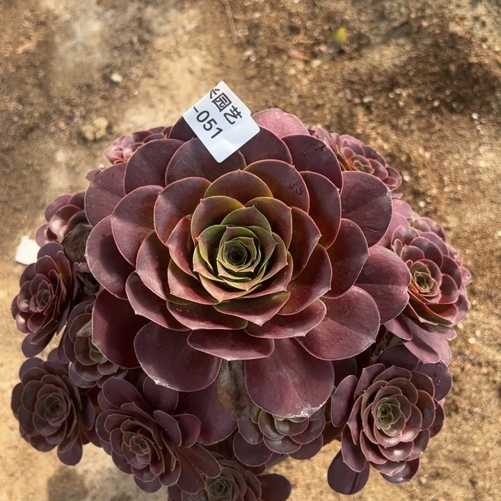 魅金玫瑰大手捧多肉植物051