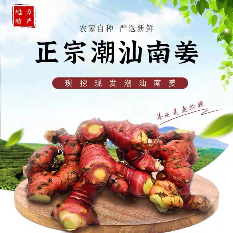 正宗潮汕新鲜南姜现挖现发生态种植可用于卤味火锅调味提鲜