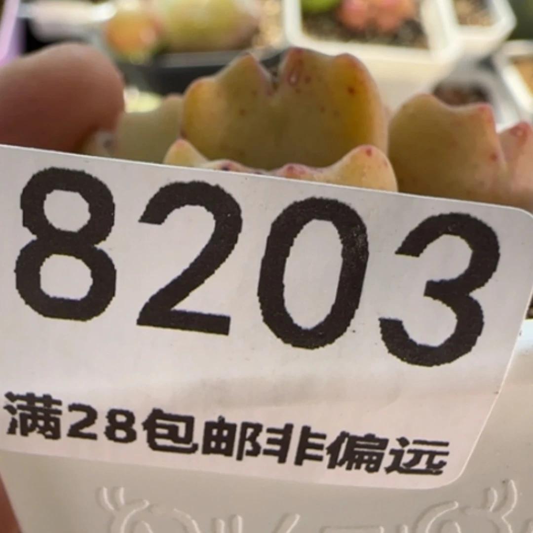 【闪购商品】远*8203