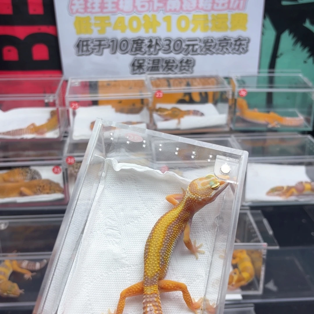 豹纹守宫川普直线母 v13