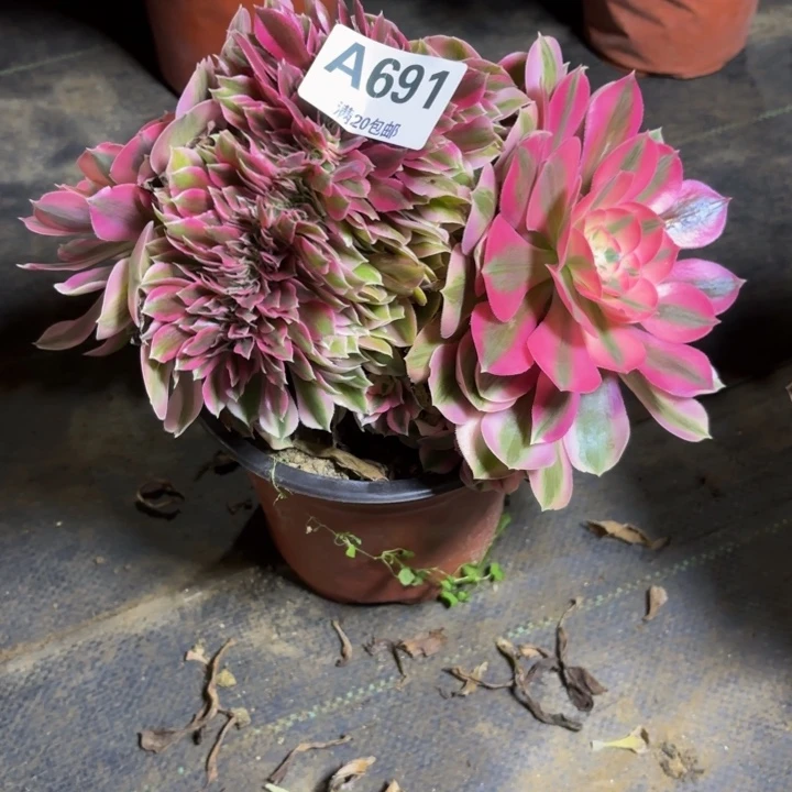 瑞妈，，。。。。691女巫缀，