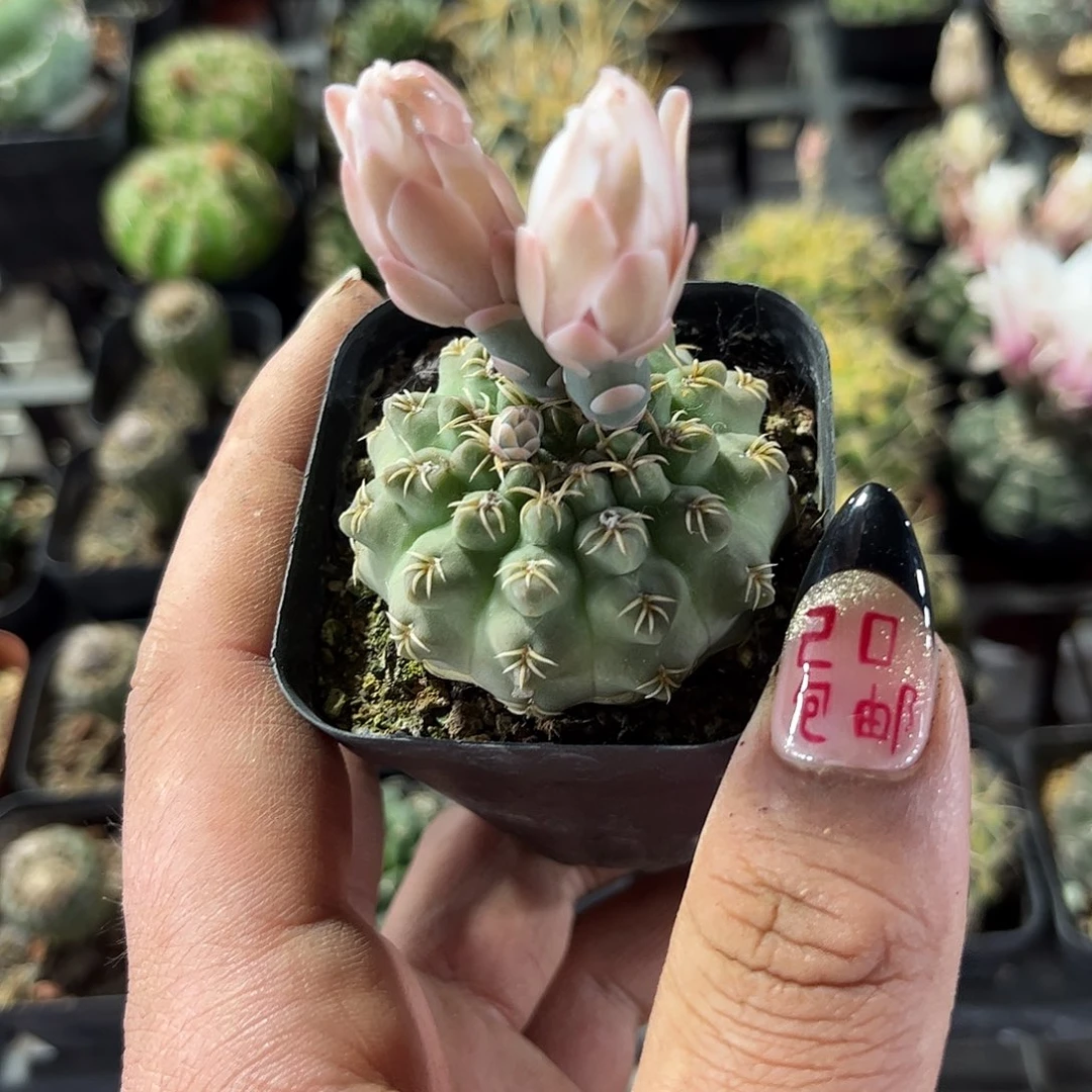 瑞昌玉单头发货有根发货