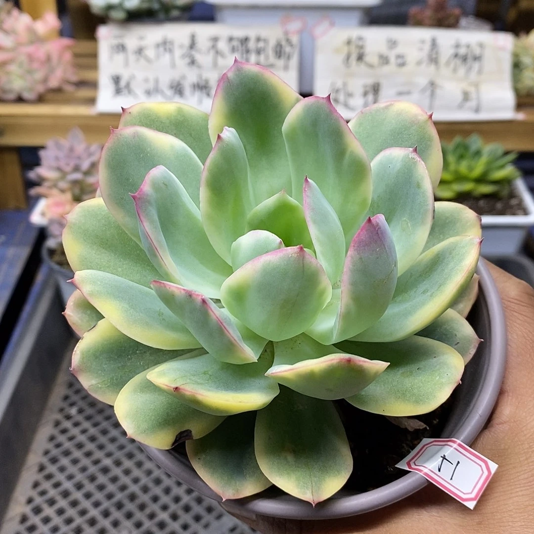 2751 绮罗锦有杆子