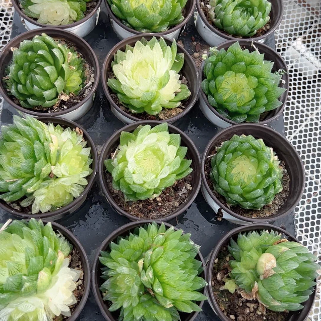 大盆白莲花多肉植物一颗