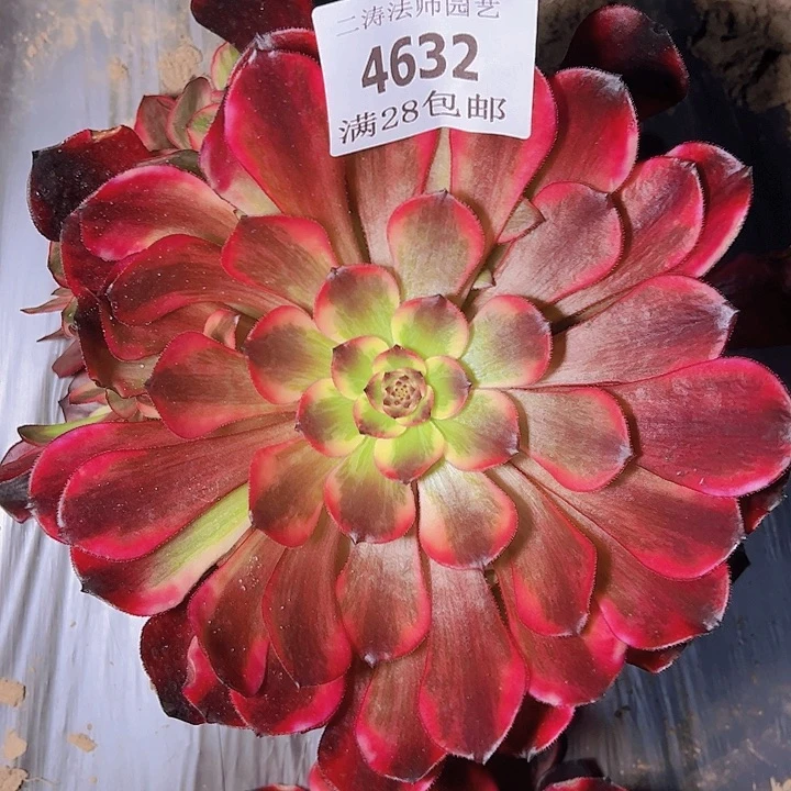 4632烟花多肉植物2号