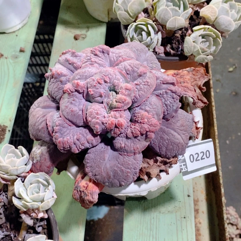 【闪购商品】奶***甜男爵0220