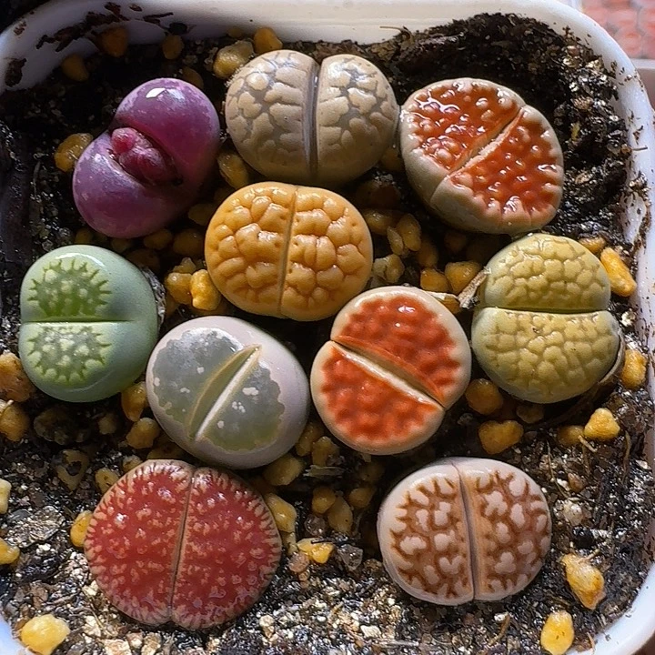 生石花11111111      119