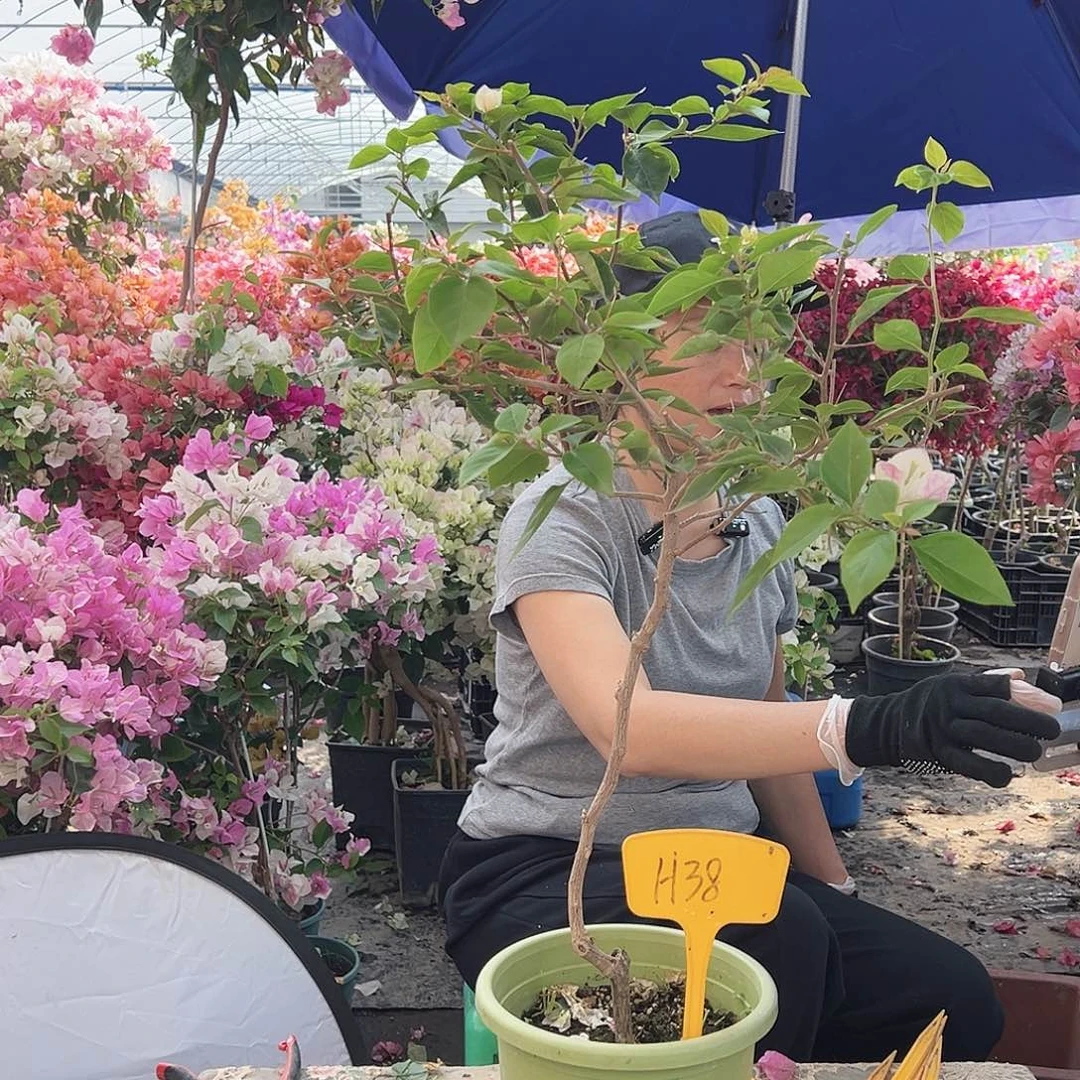 一***提大部分花苞少量开放H38红樱