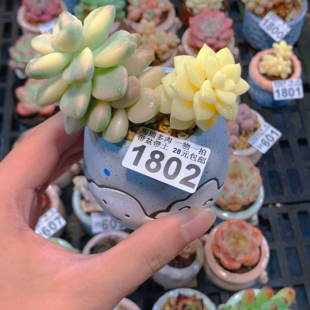 5厘米盆精控多肉1802
