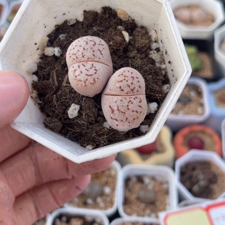 多肉植物一物一拍5