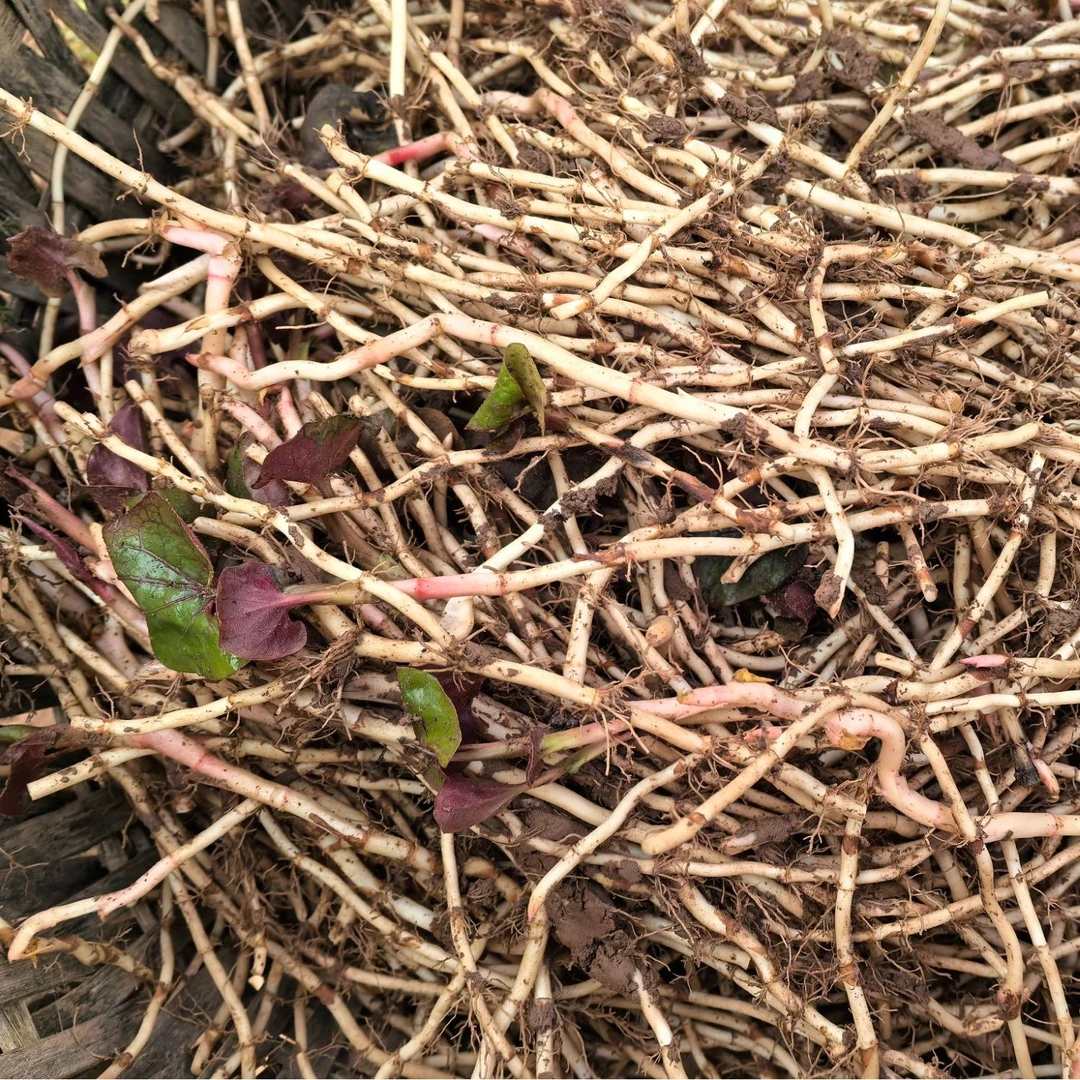 四川巴中恩阳特产现挖现发新鲜蔬菜折耳根鱼腥草500g