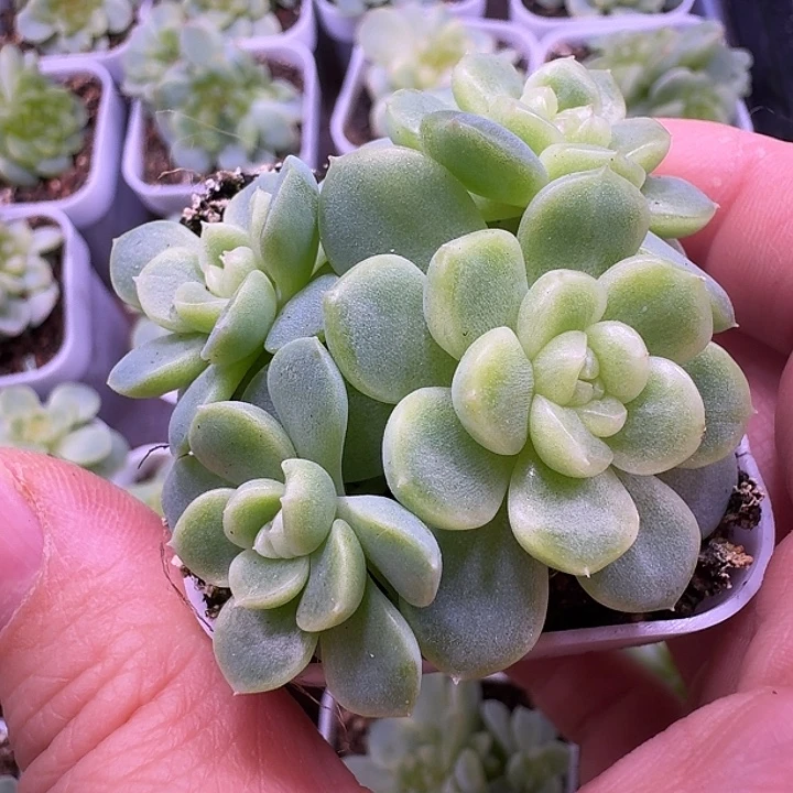 纸鸢甜心群朵朵福利