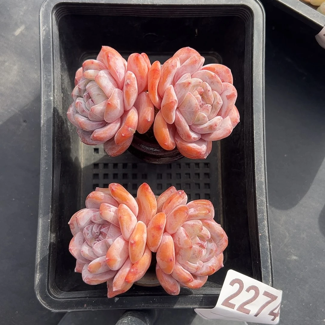 2274，俩个双头星影带盆发的