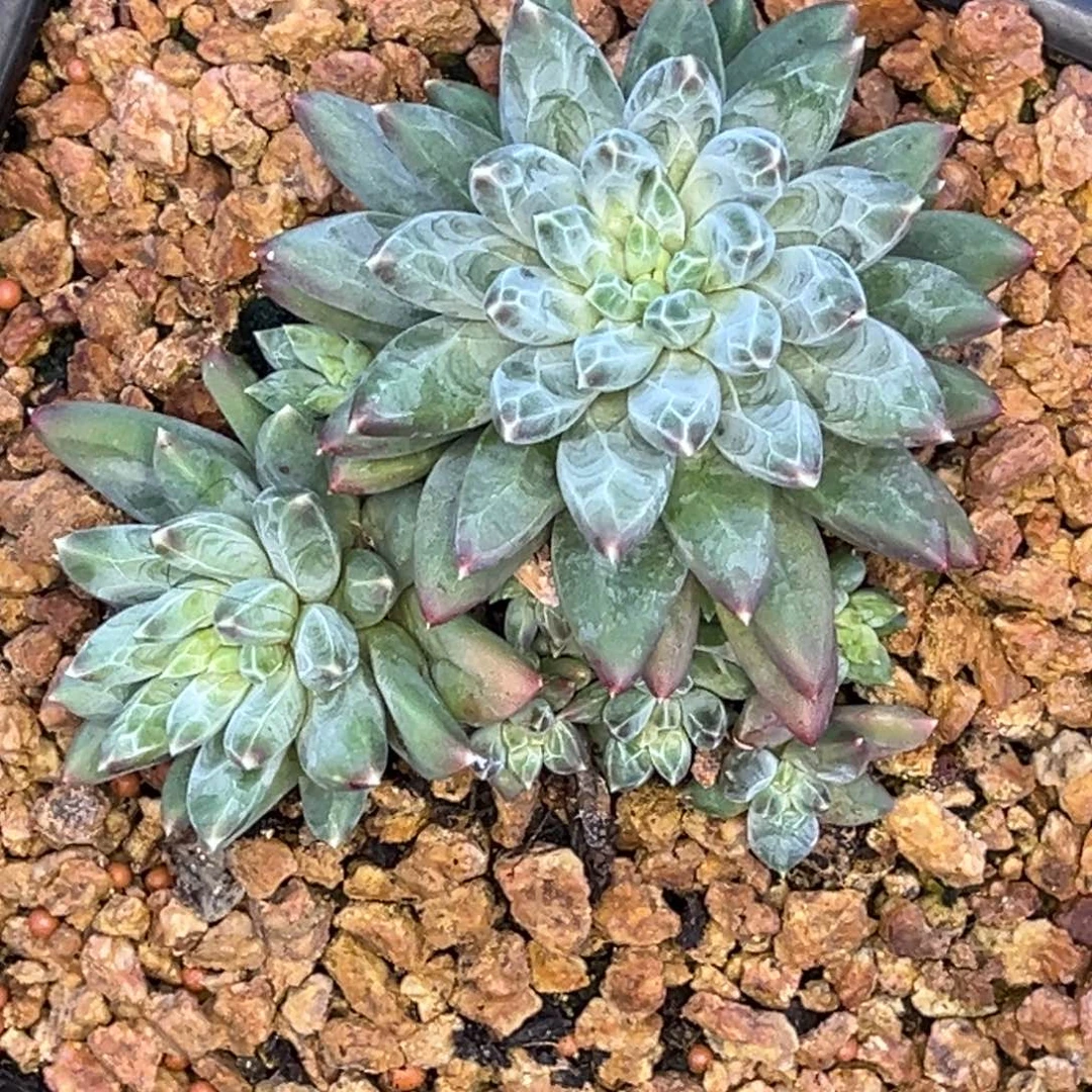 安***身小姐姐的多肉植物群生