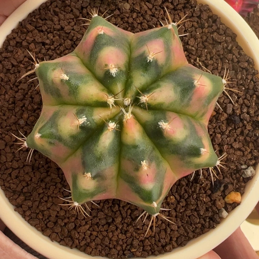 574 好看的米哈冲冲冲