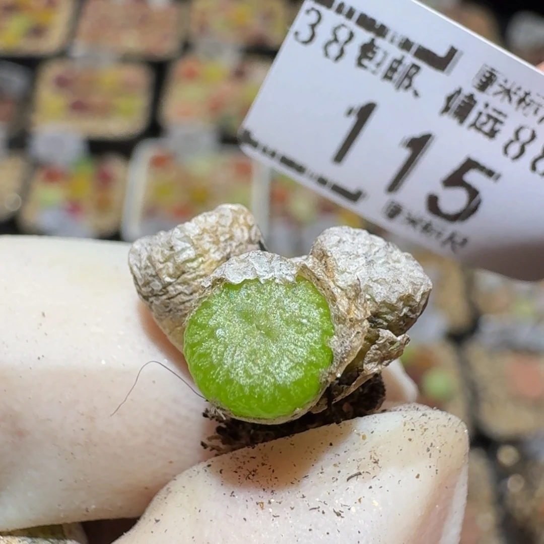 Sss精品生石花多肉115铜壶