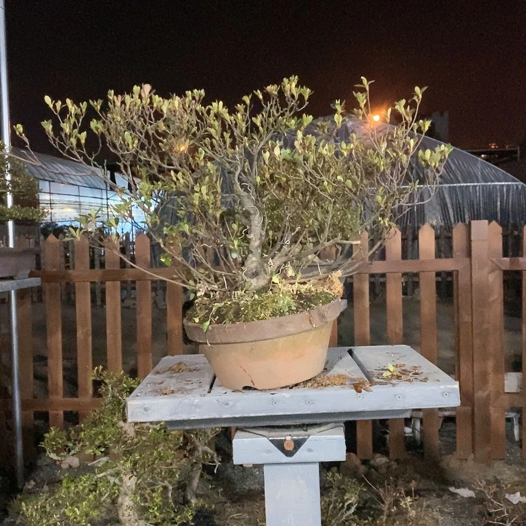 红陶安*杜鹃花，7996