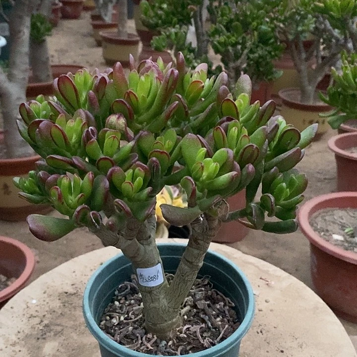 ?*球23招财猫一物一拍