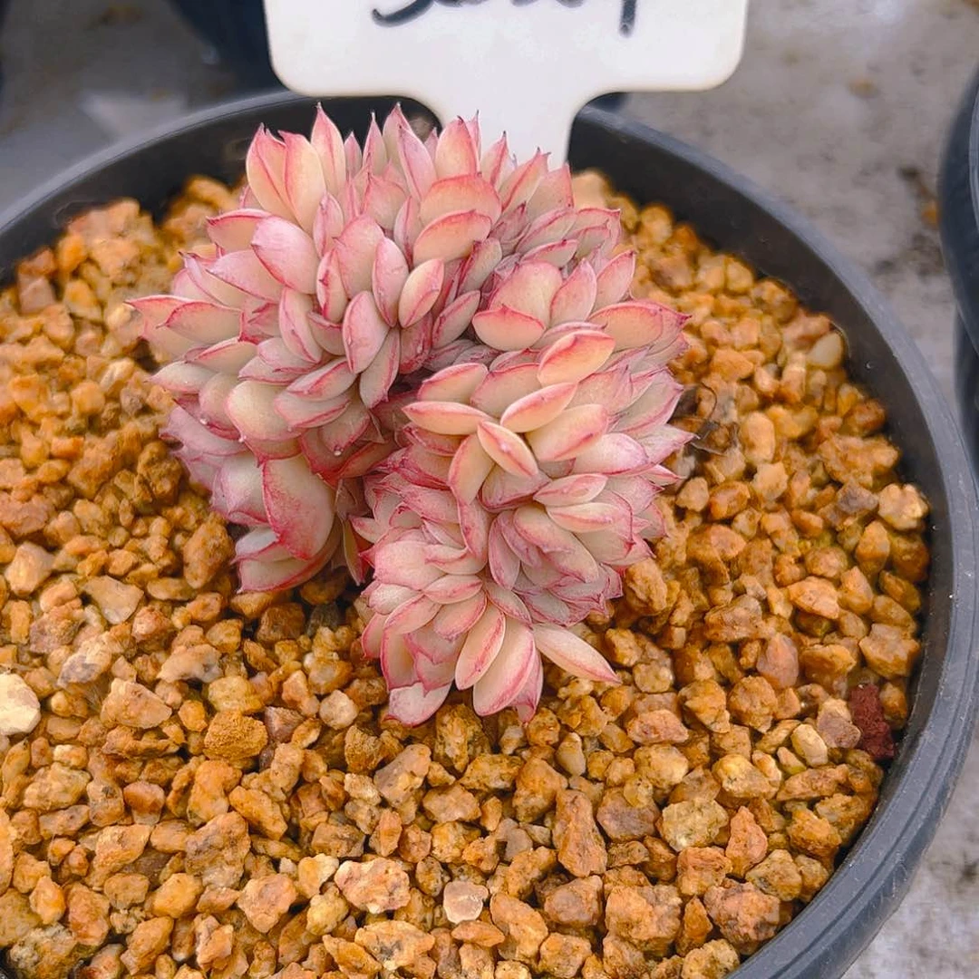 ?*A牡丹亭缀3024号一物一拍