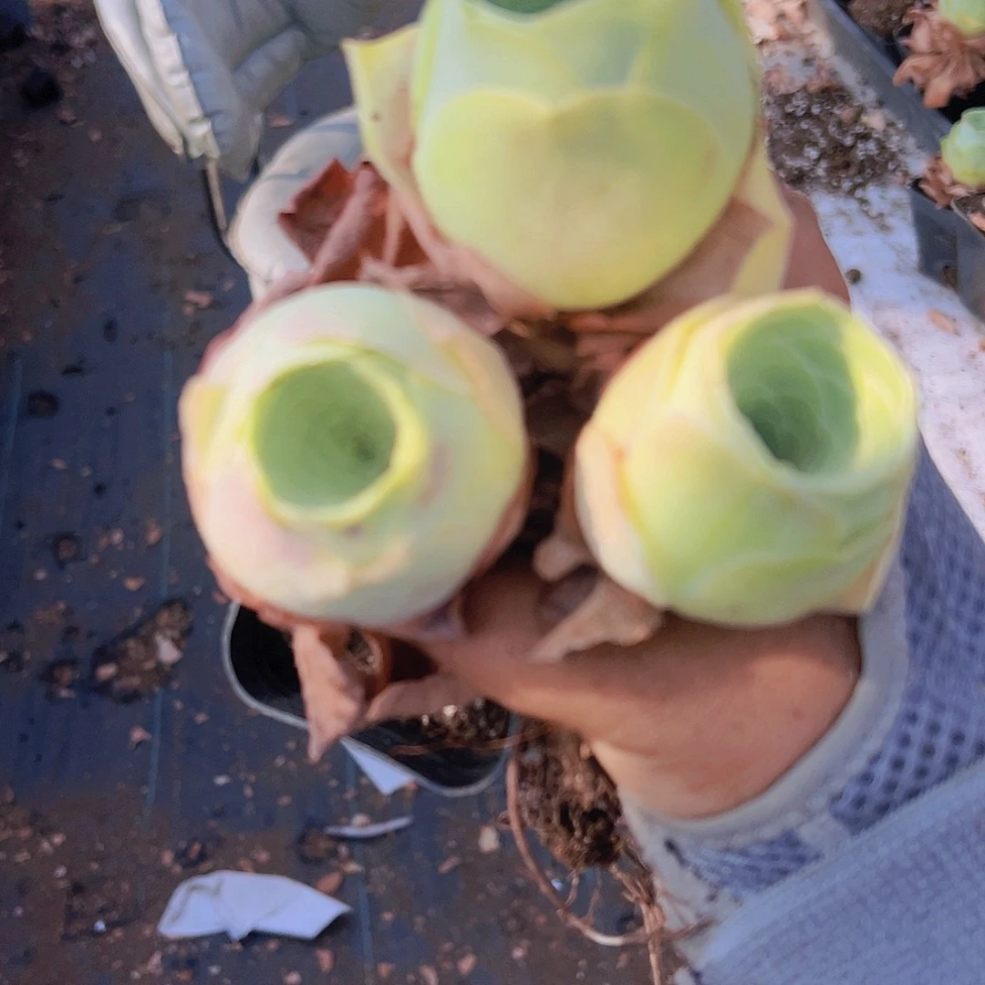 大包子3个19包邮玫瑰