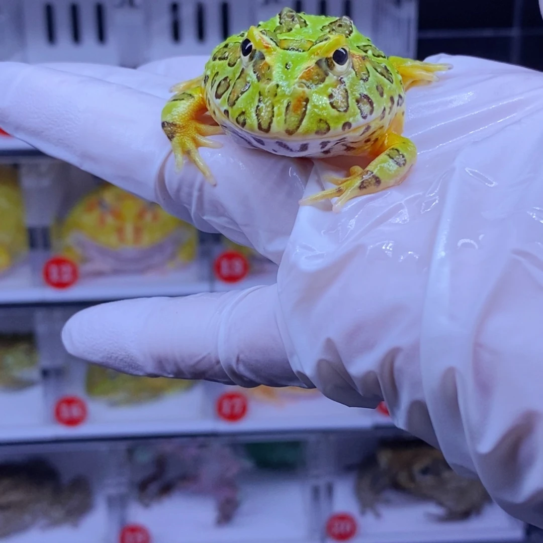 角蛙角蛙3-10cm闪购专享链接