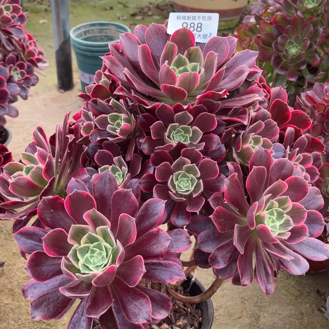 988金丝雀多肉植物法师