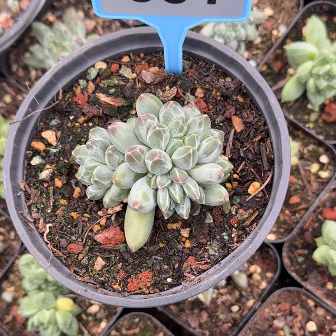 多肉植物申公豹001