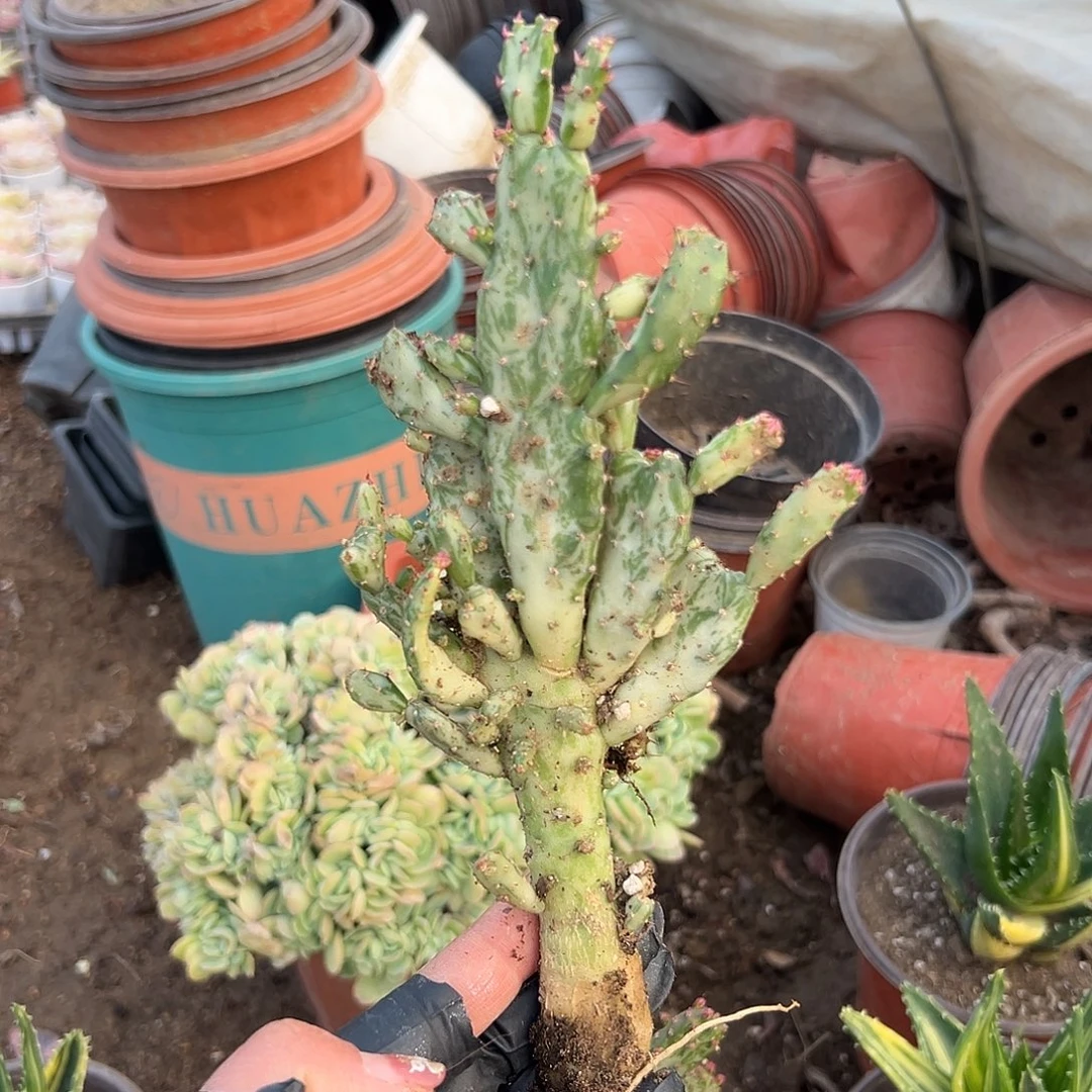 多肉植物大理石斑纹掌