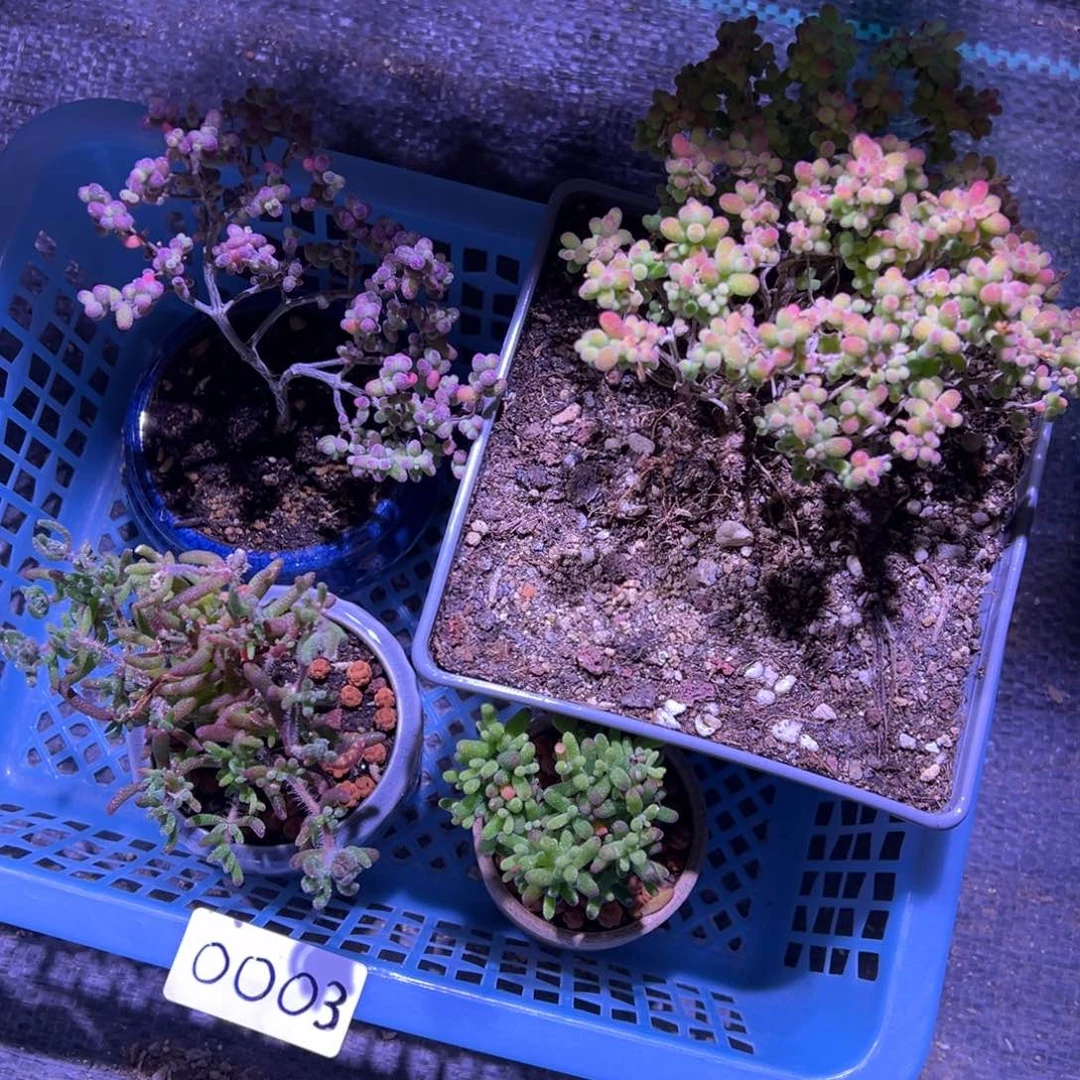 0003号套餐精品福利