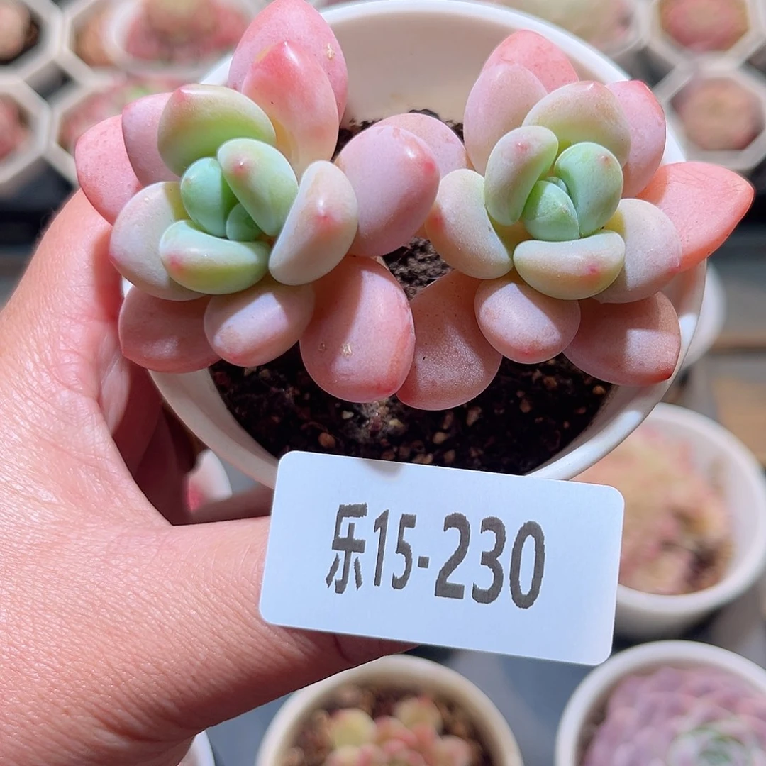 乐15-230 洛神双头