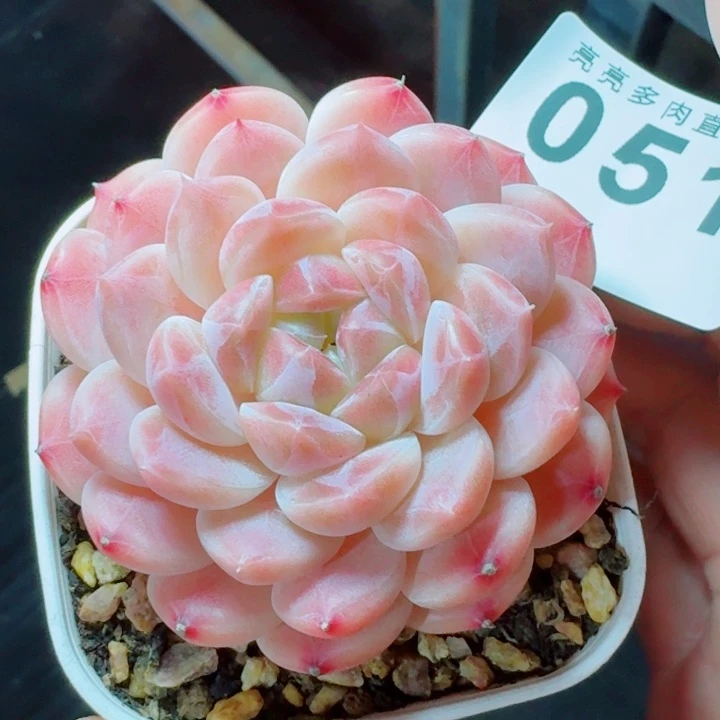 彩虹冰魄         精控精养多肉植物